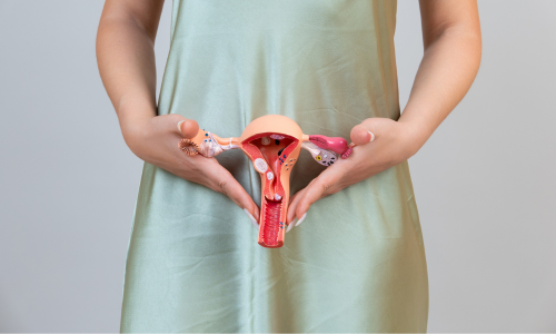 woman holding model of womb and cervix